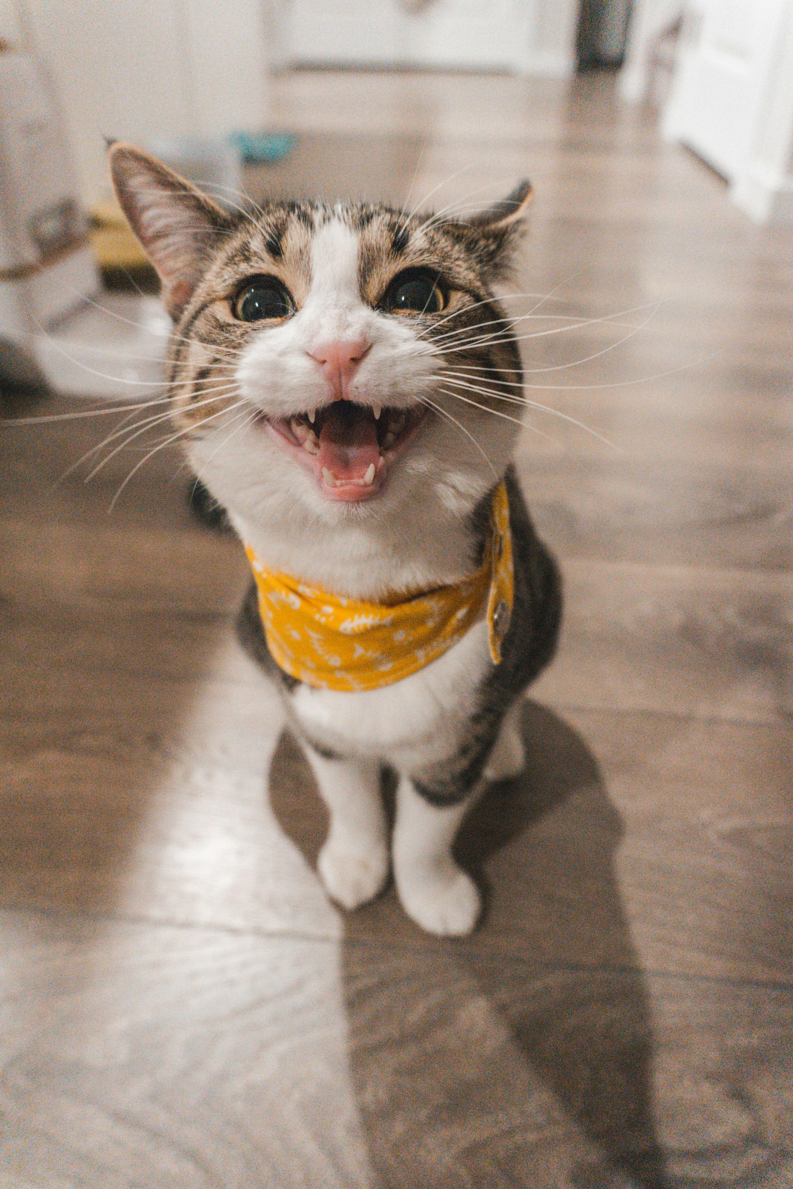 Milo — British Shorthair