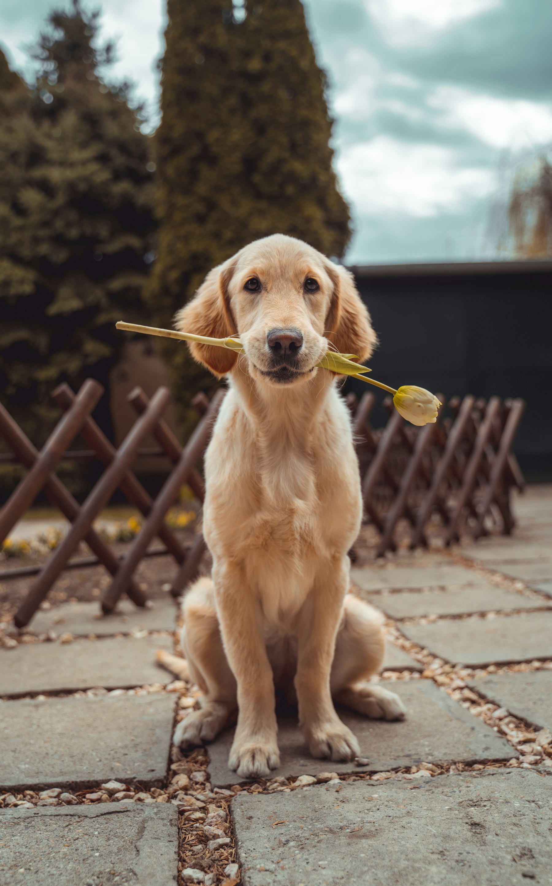 Golden Retriever puppy waiting for cuddles