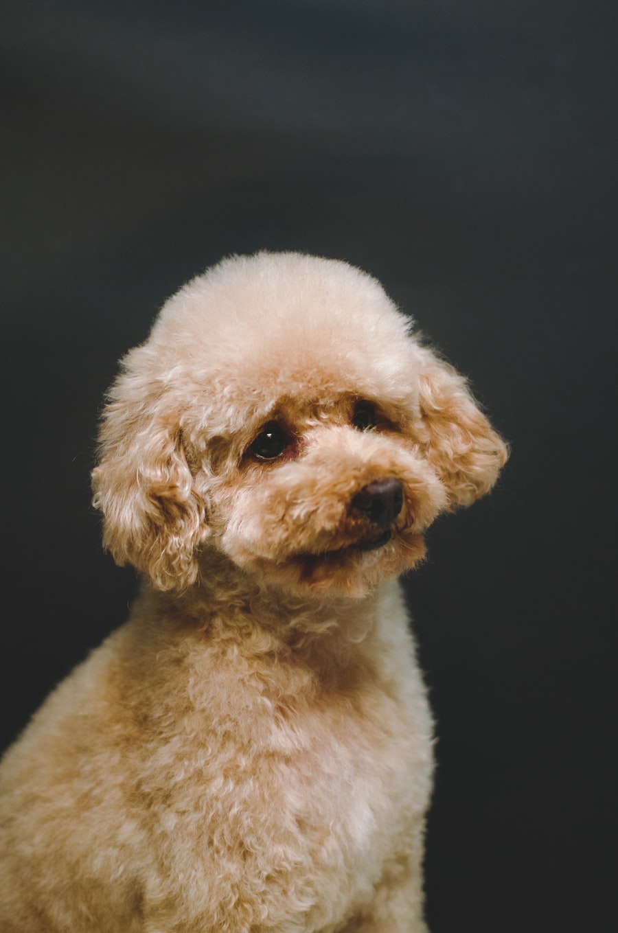 Cocoa — Truffle's dad