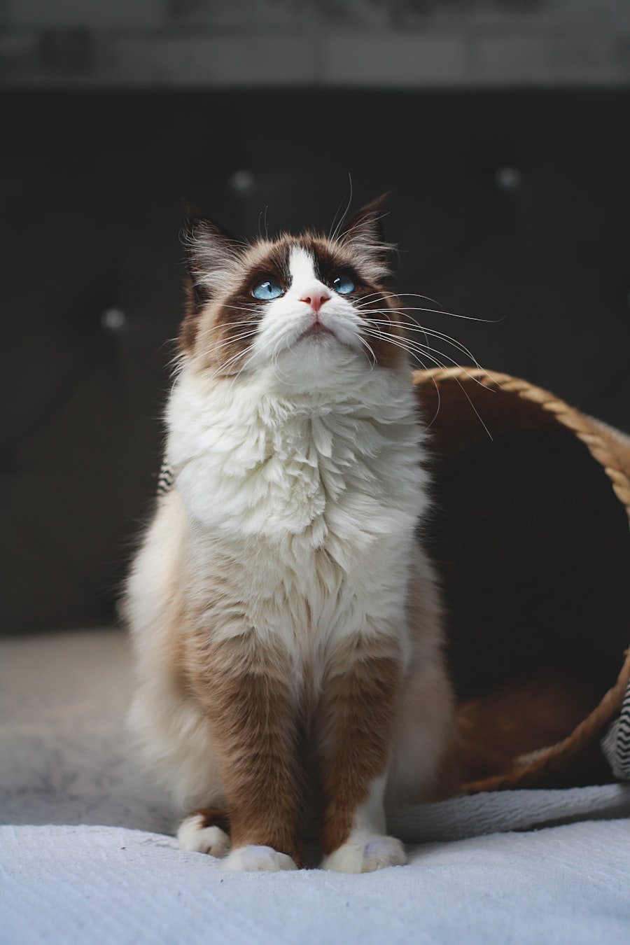 Casper — Luna's dad
