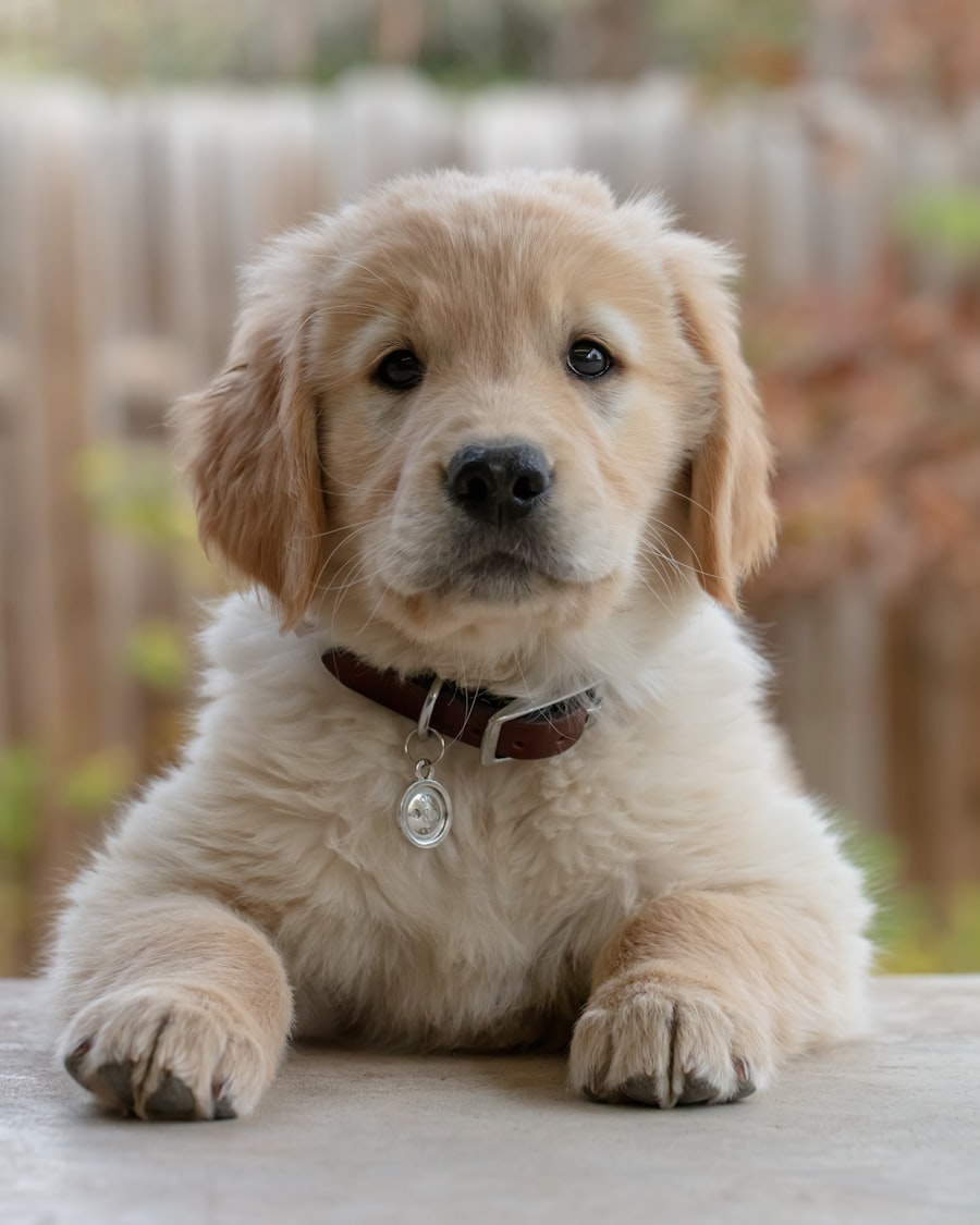 Biscuit — photo 2