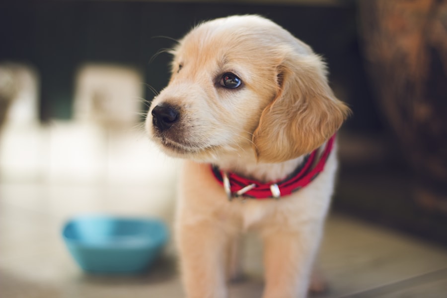 Biscuit, Golden Retriever puppy