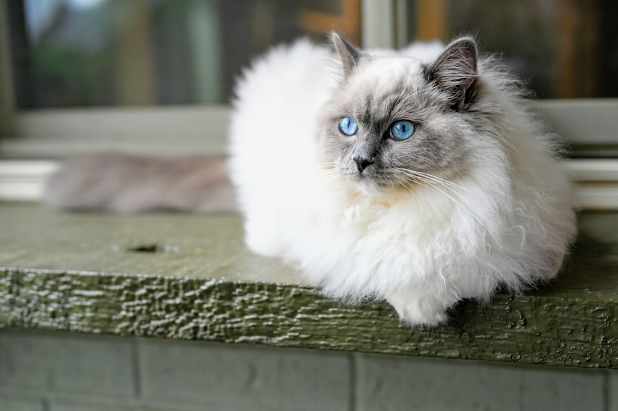 Luna, Ragdoll kitten