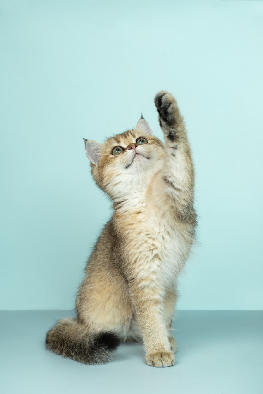 Milo — British Shorthair
