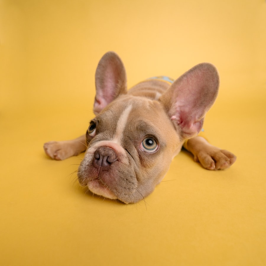 Mochi — French Bulldog