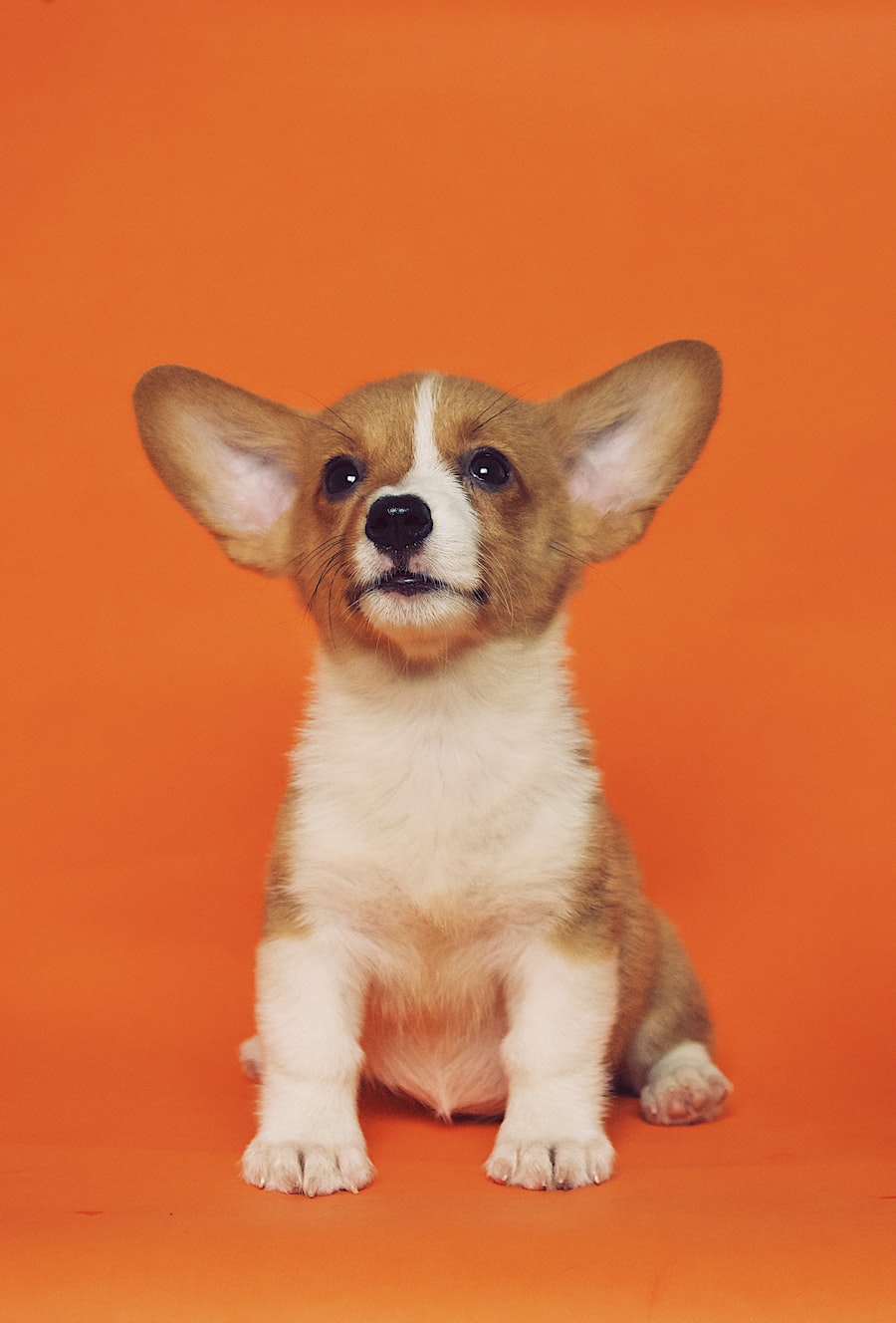 Pepper, Pembroke Welsh Corgi puppy