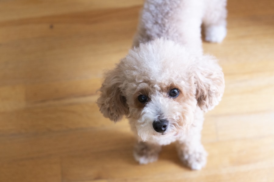 Truffle, Toy Poodle puppy