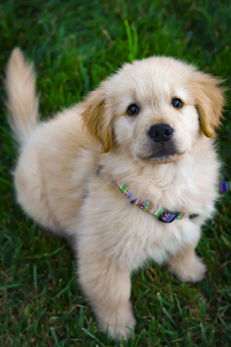 Waffle, Golden Retriever puppy
